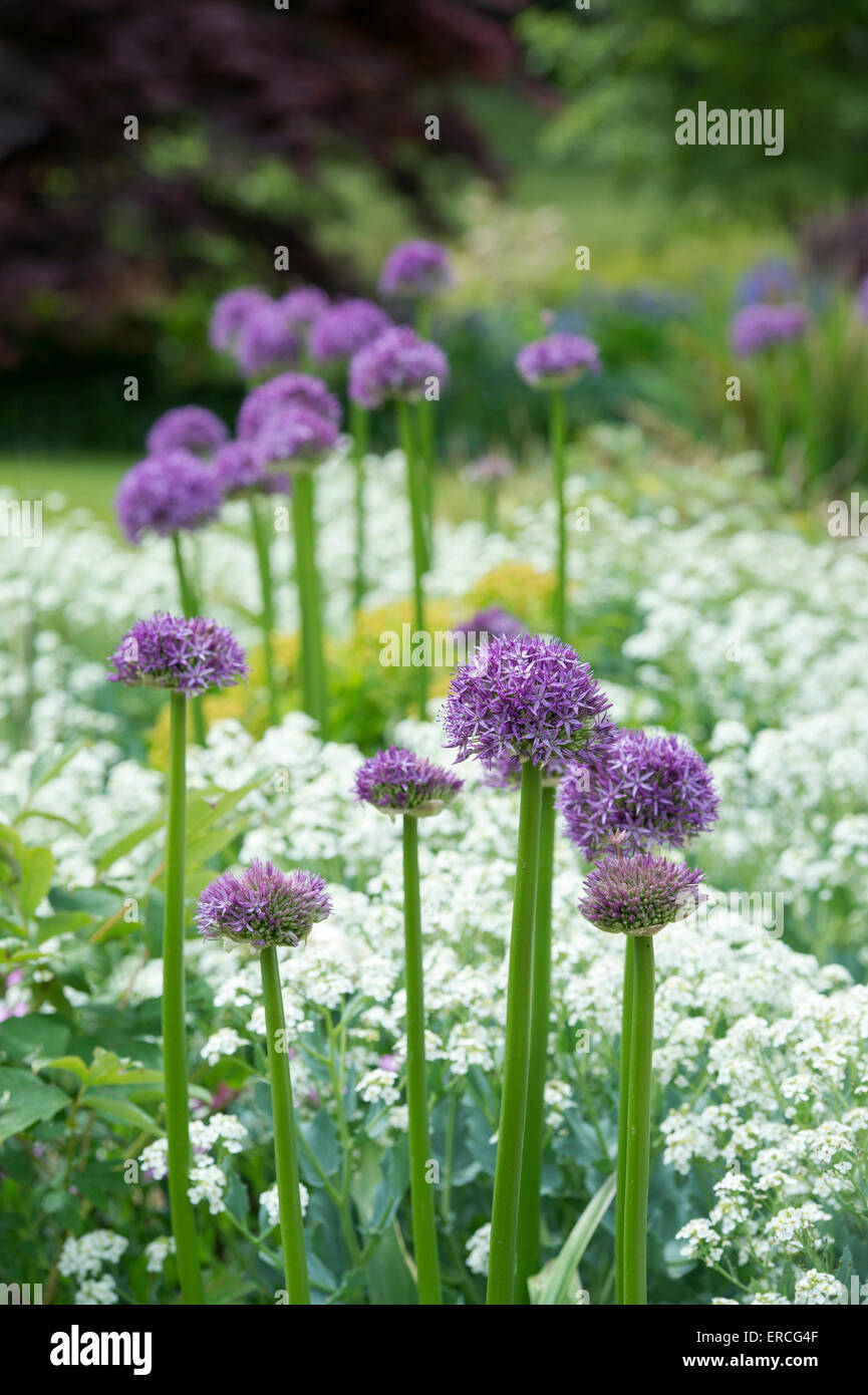 Allium globemaster flower in an English garden Stock Photo Alamy