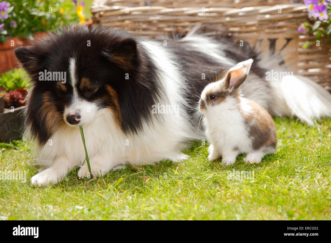 Mixed Breed Dog and Dwarf Lop Rabbit, young, 5 weeks|Mischlingshund und Zwergwidderkaninchen, Jungtier, 5 Wochen Stock Photo
