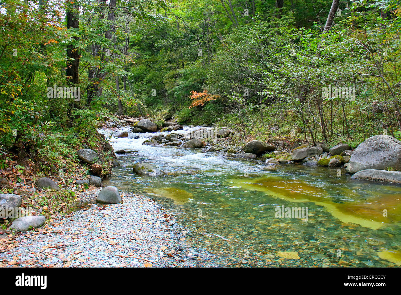 Forest landscape - dense forest and cold mountain stream. Stock Photo