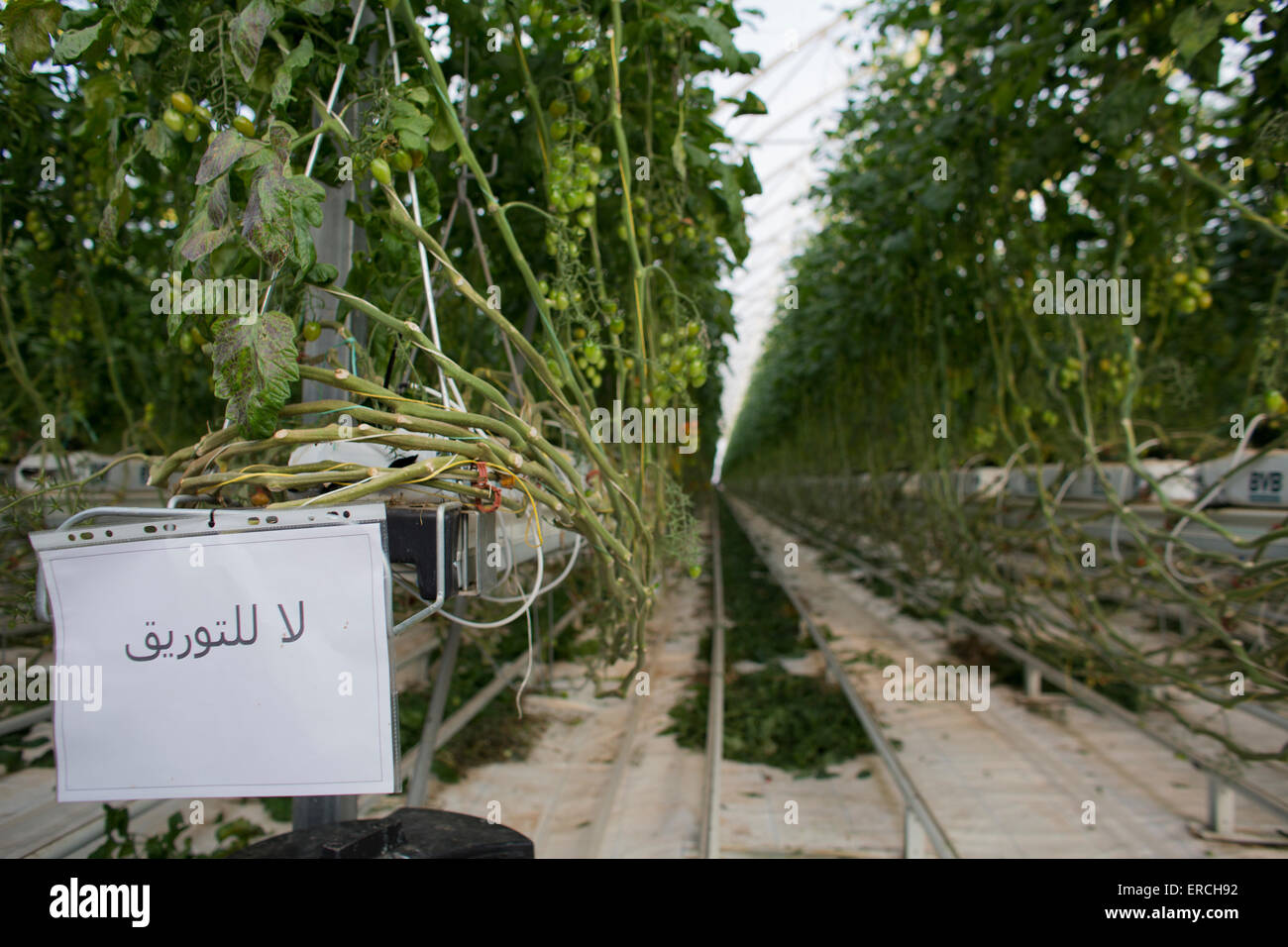 Dutch greenhouses 'Desert Joy' in the desert near Gabes, Tunisia Stock