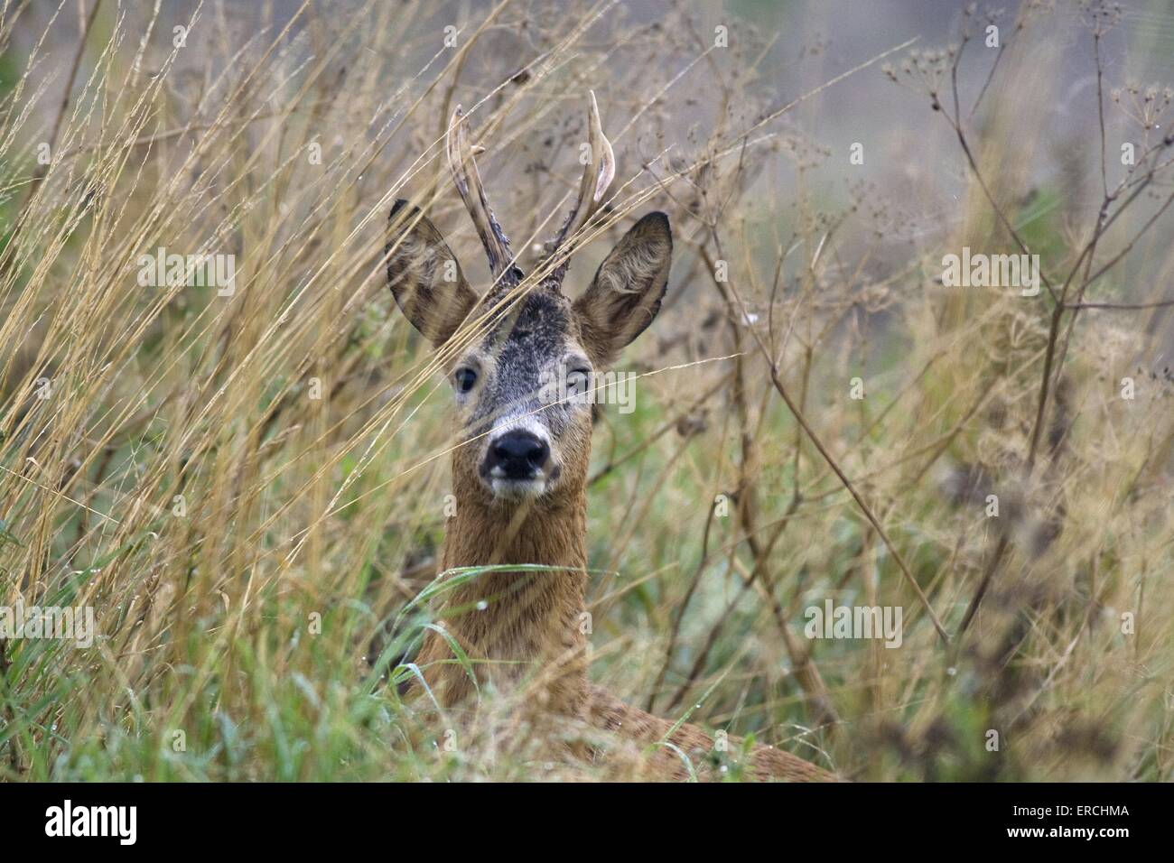 roe deer Stock Photo