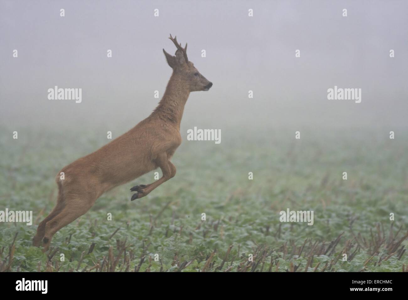 roe deer in rain Stock Photo Alamy