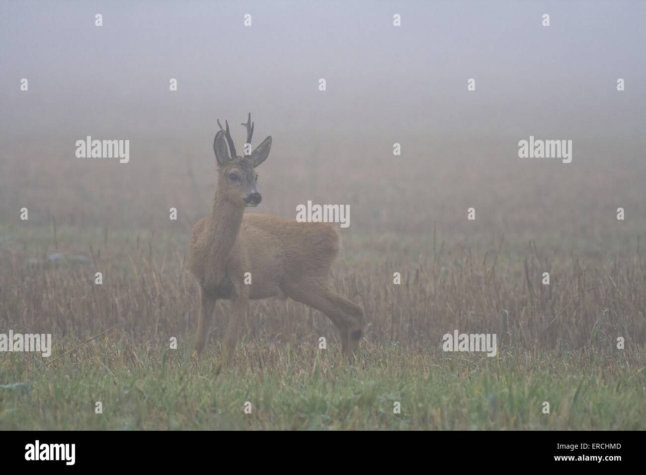 roe deer in rain Stock Photo