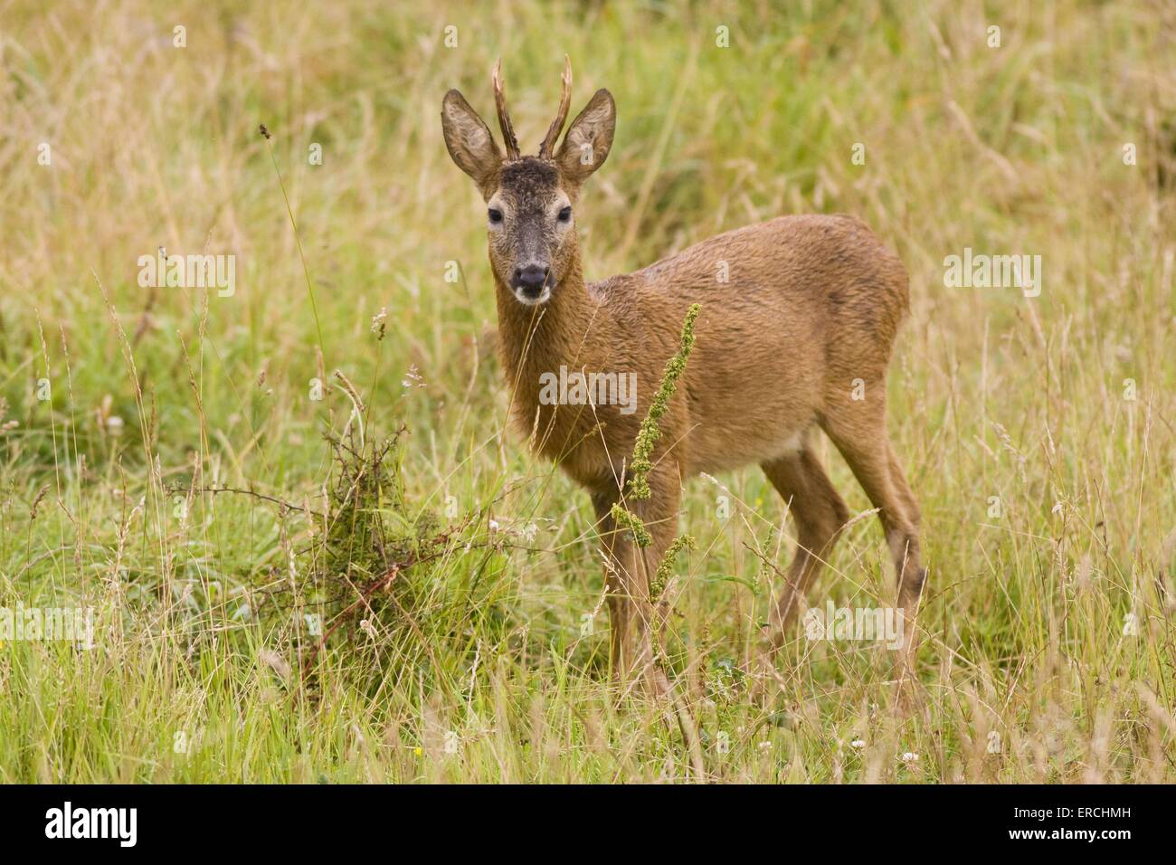roe deer Stock Photo