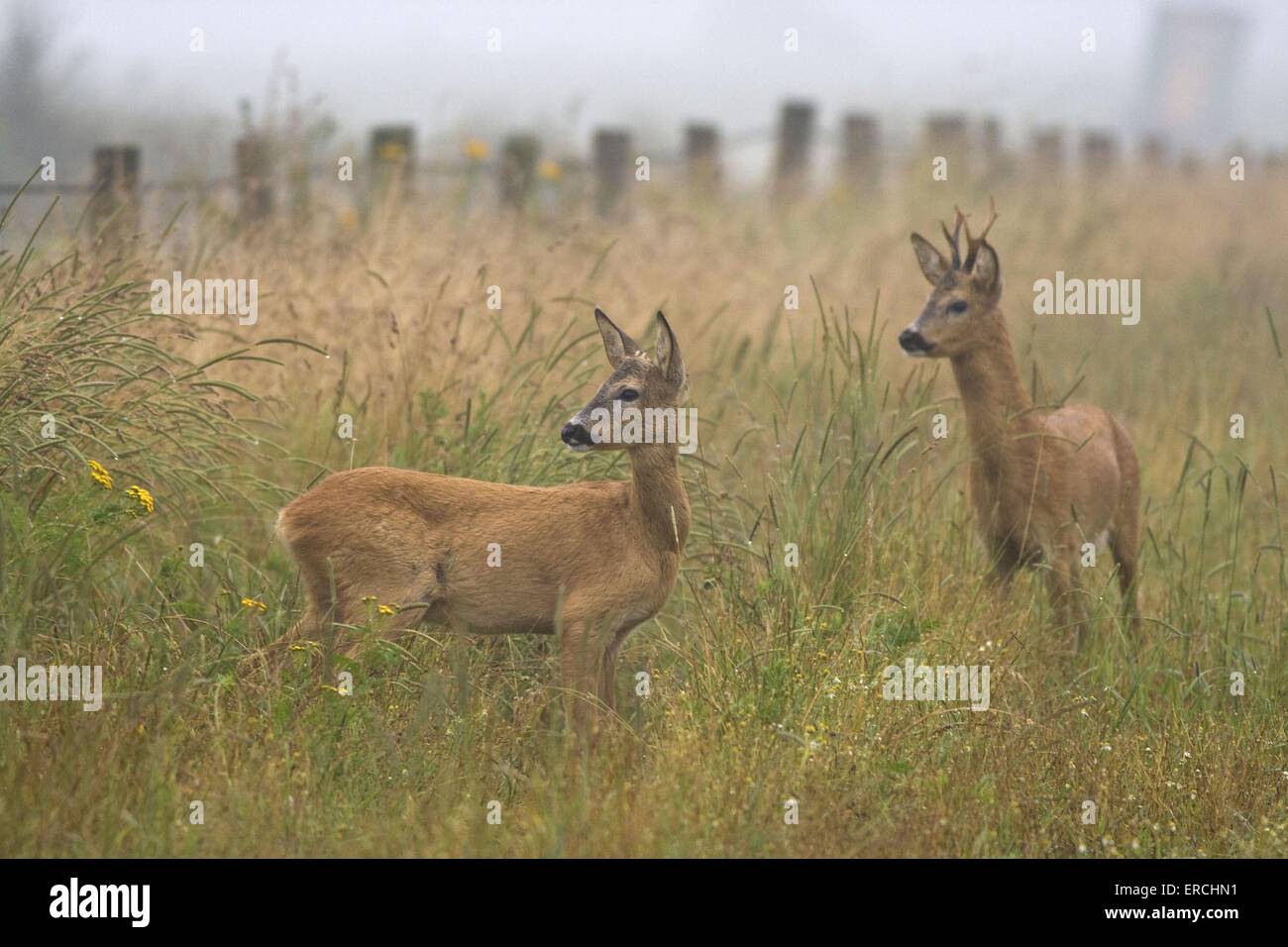 roe deers Stock Photo