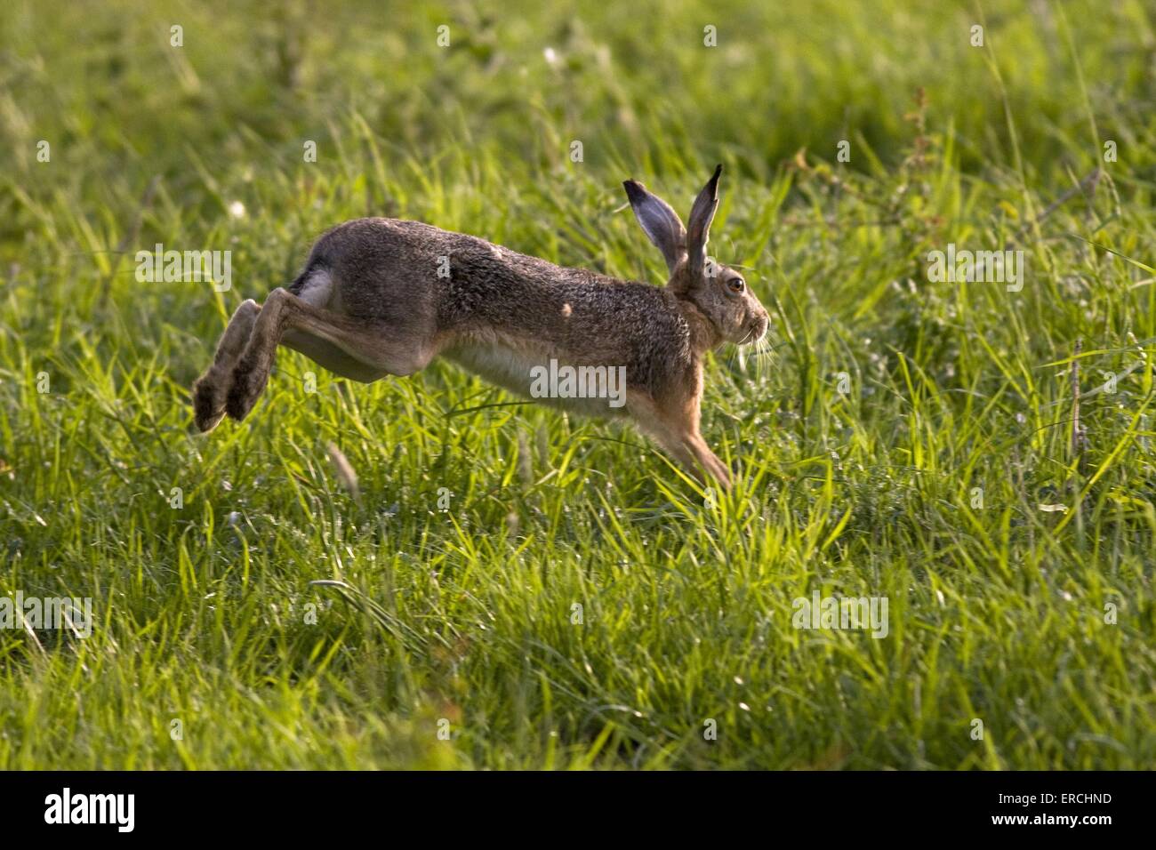 jumping hare rabbit Stock Photo - Alamy