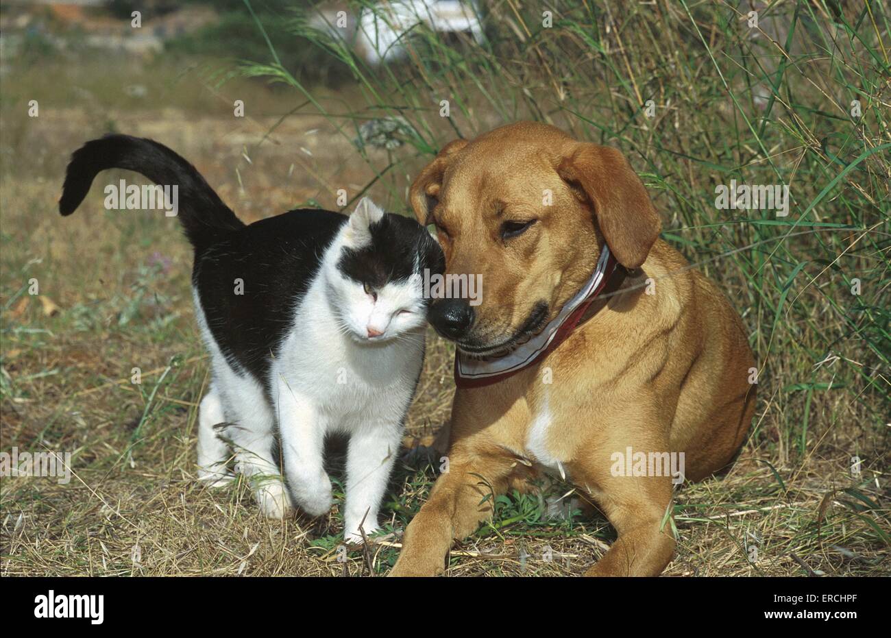 dog and cat Stock Photo