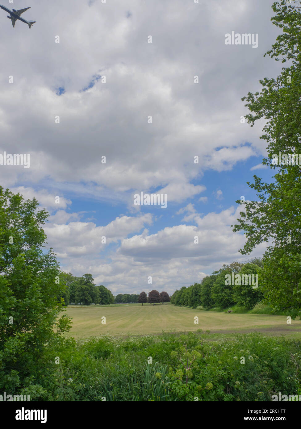 Park with copper beech trees Stock Photo Alamy