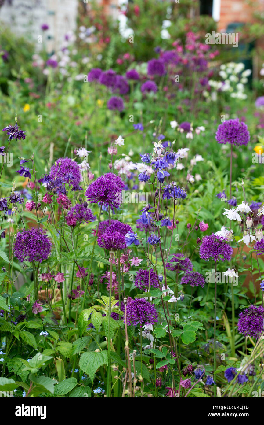 Small terraced English town urban garden in full flower. UK Stock Photo