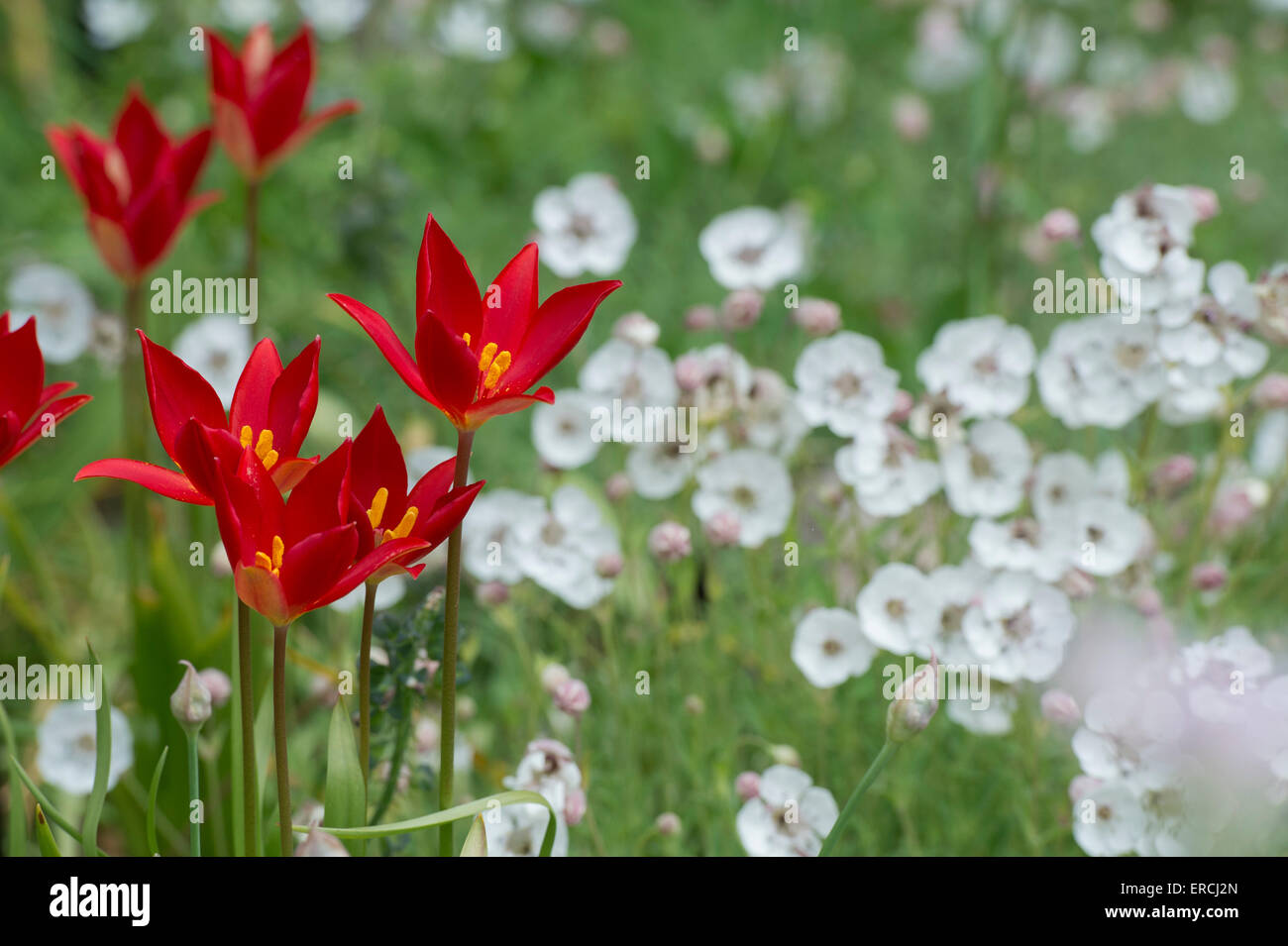 Tulipa sprengeri. Sprenger tulips Stock Photo