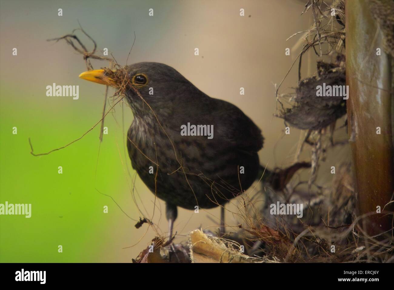 blackbird at nest-building Stock Photo