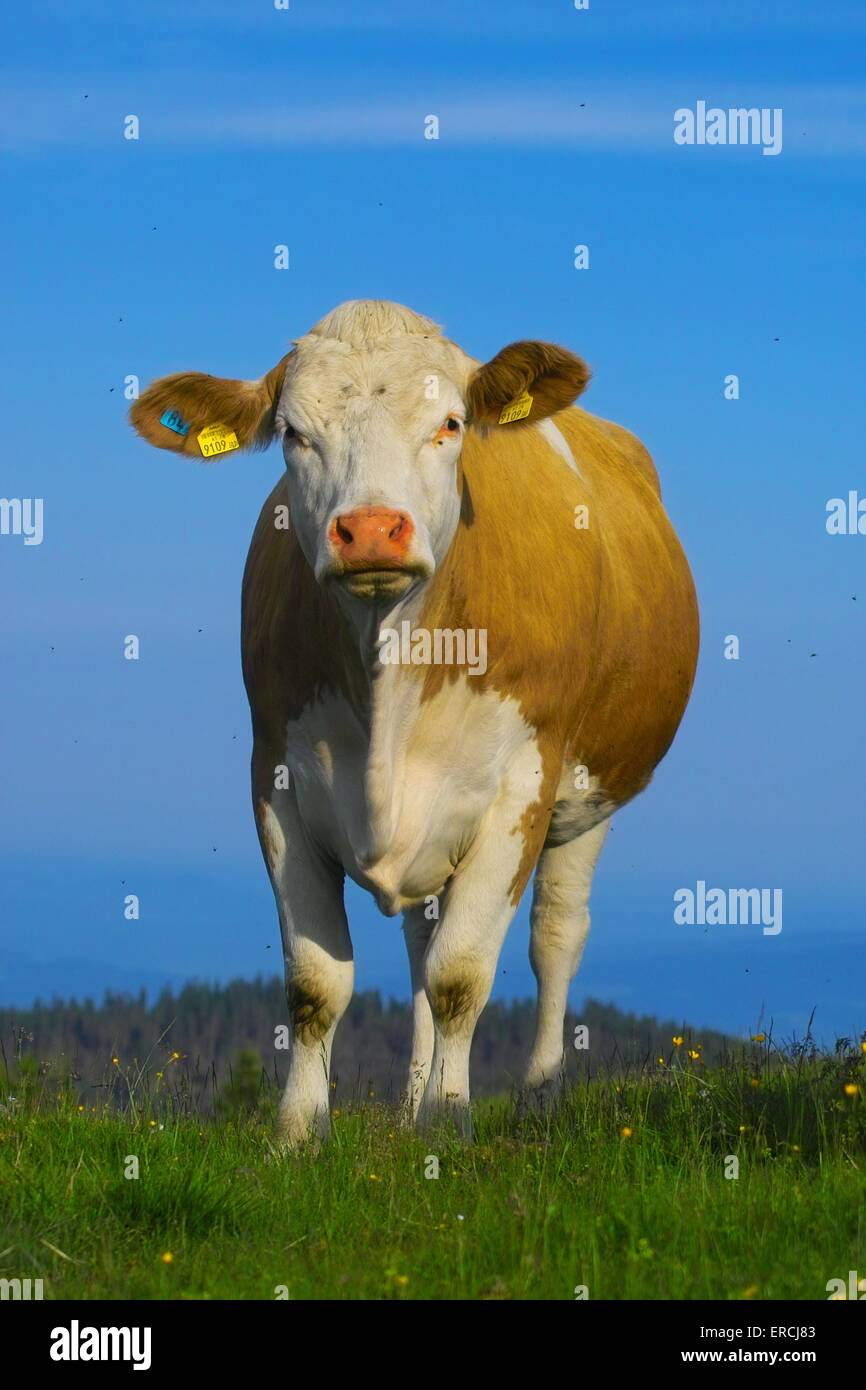 Red coloured cattle hi-res stock photography and images - Alamy