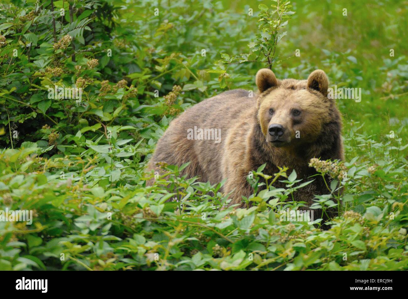 european brown bear Stock Photo