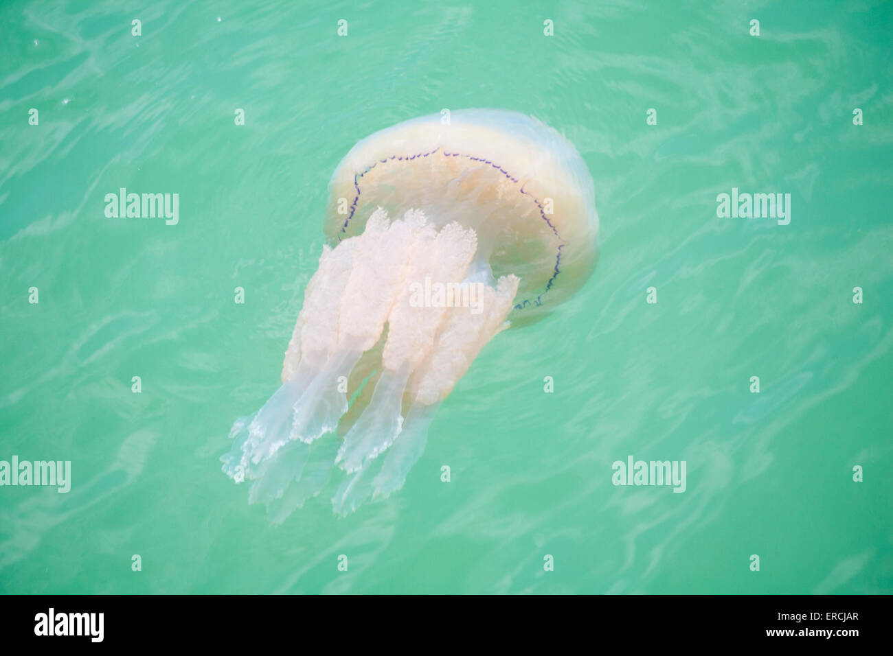 Warm weather brings out barrel jellyfish, Rhizostoma pulmo, swimming in the sea off Bournemouth Pier, Bournemouth, Dorset UK in May. Barrel jelly fish Stock Photo