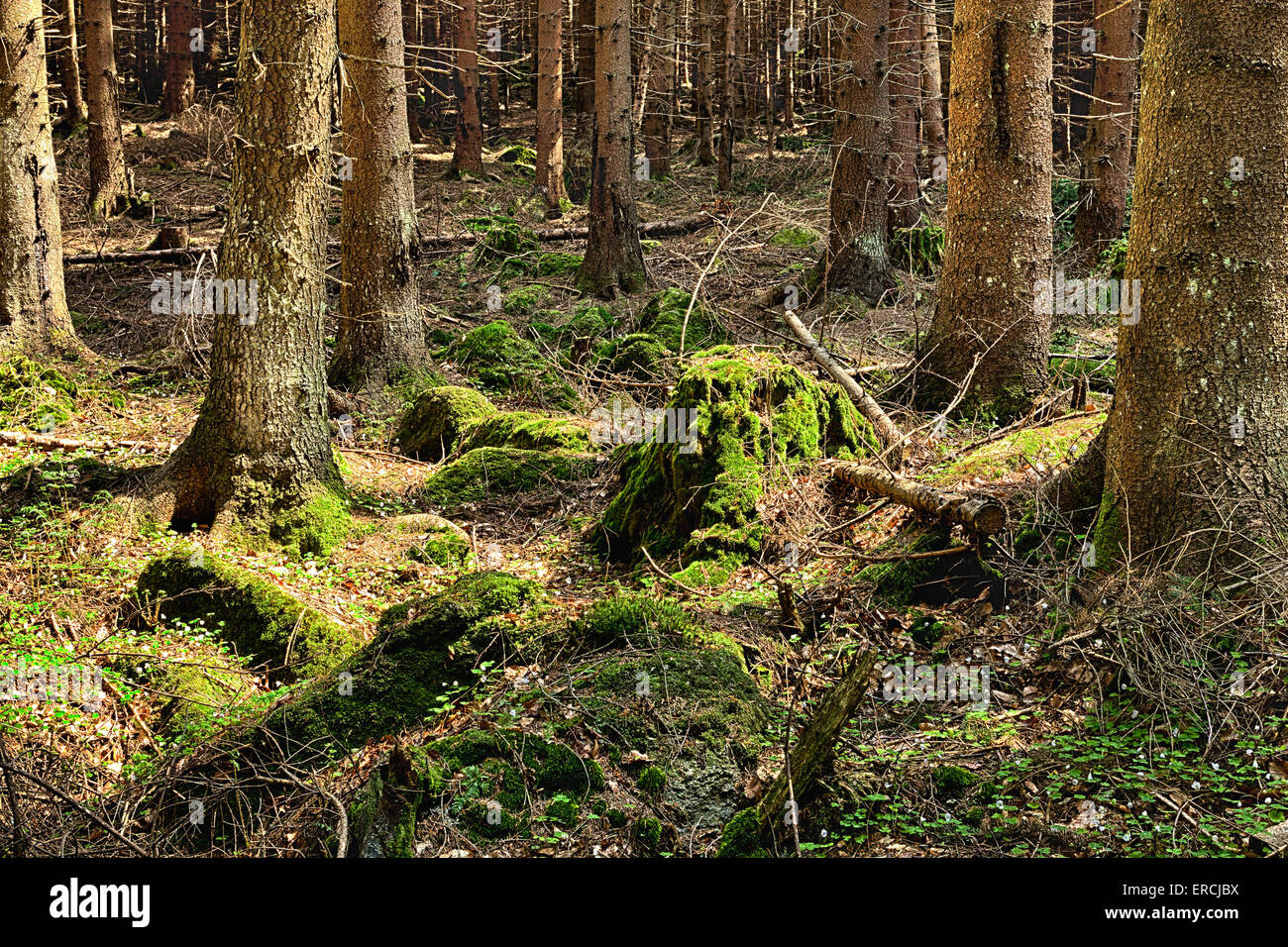 The primeval forest with mossed ground Stock Photo