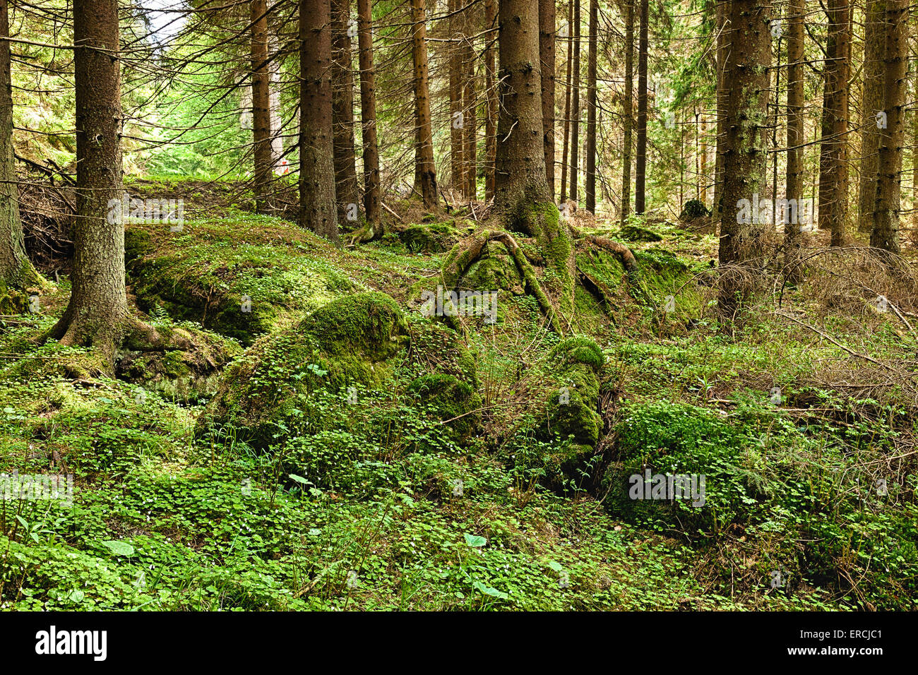 The primeval forest with mossed ground - HDR Stock Photo - Alamy