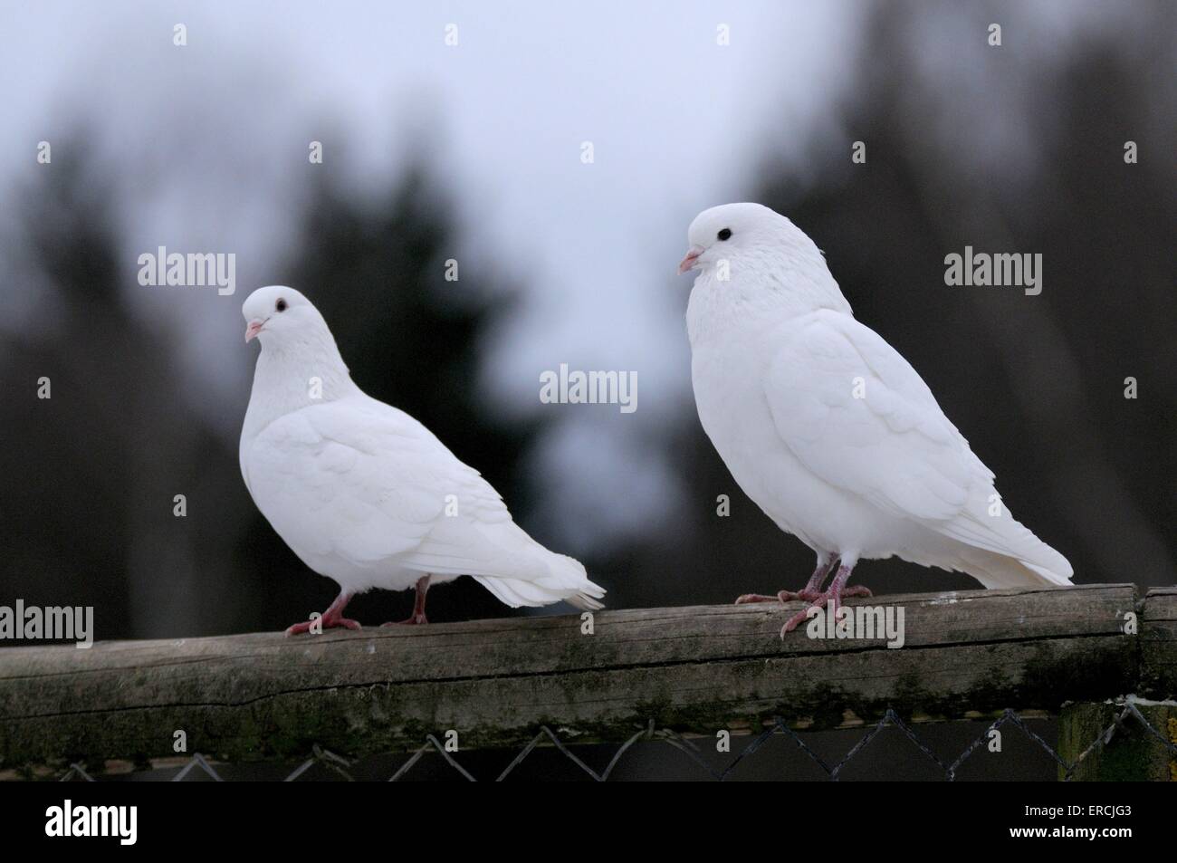pigeons Stock Photo