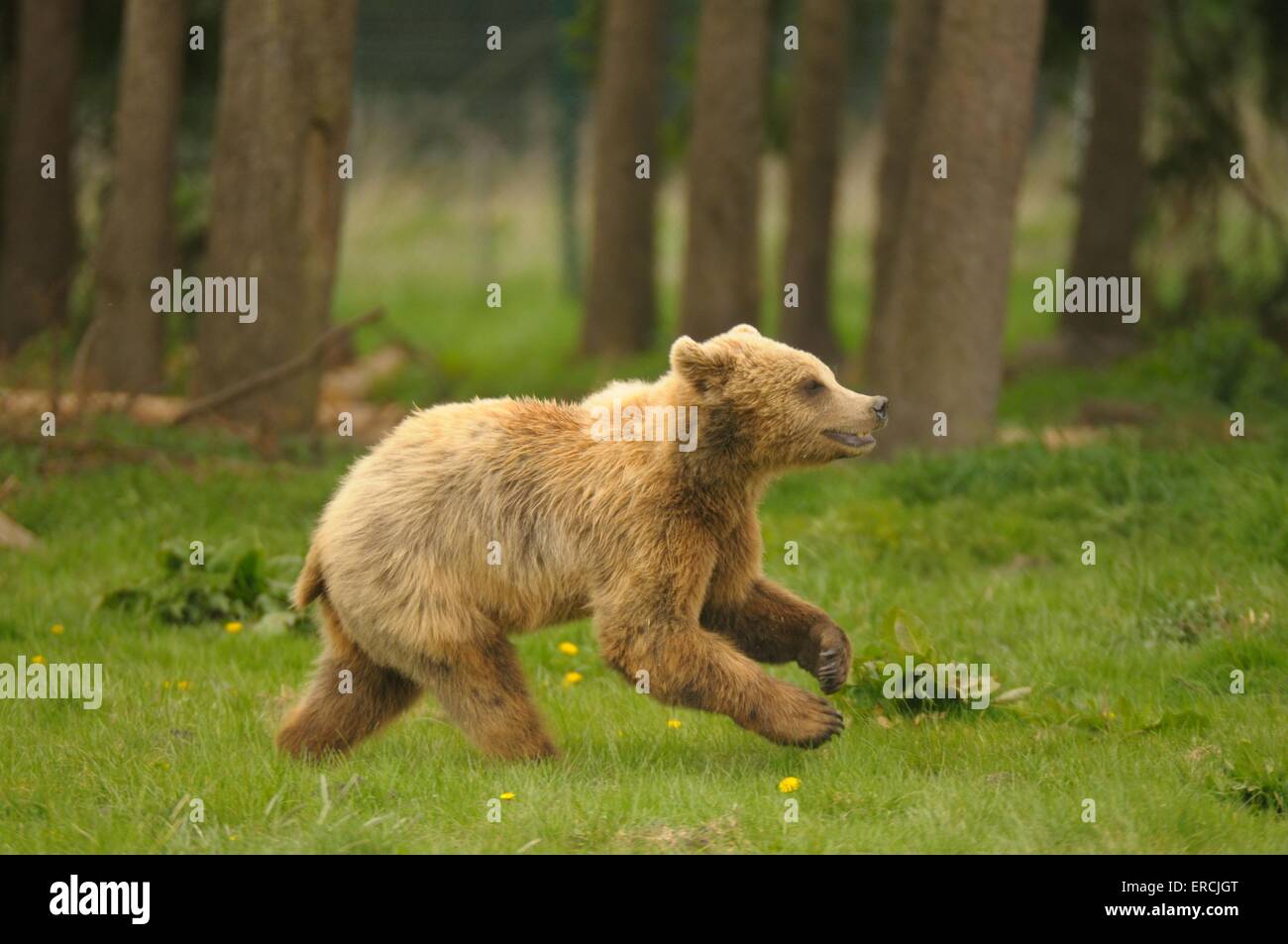 The galloping bear hi-res stock photography and images - Alamy