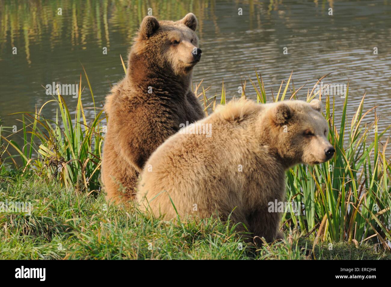 european brown bears Stock Photo