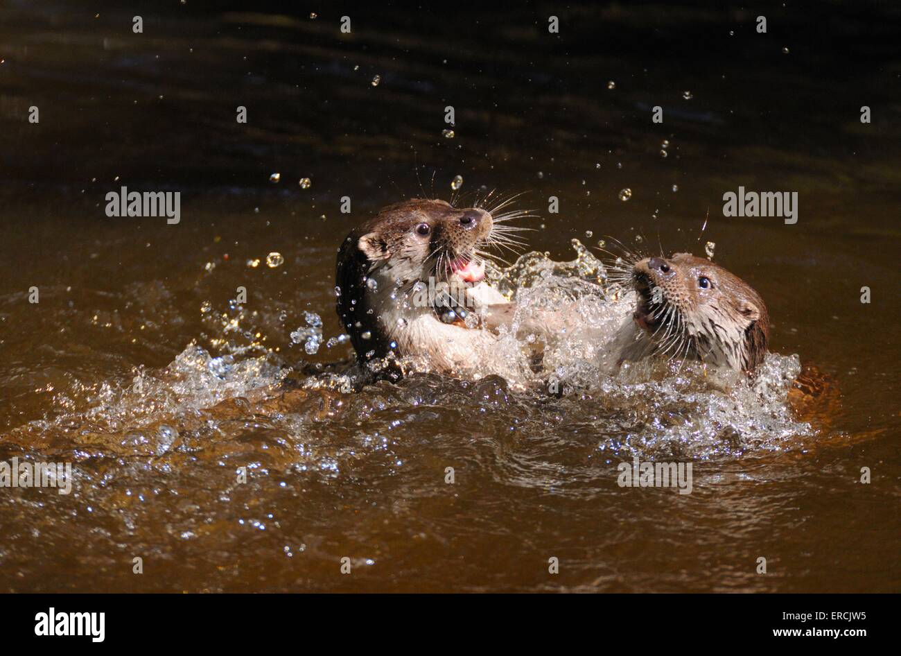 playing common otters Stock Photo