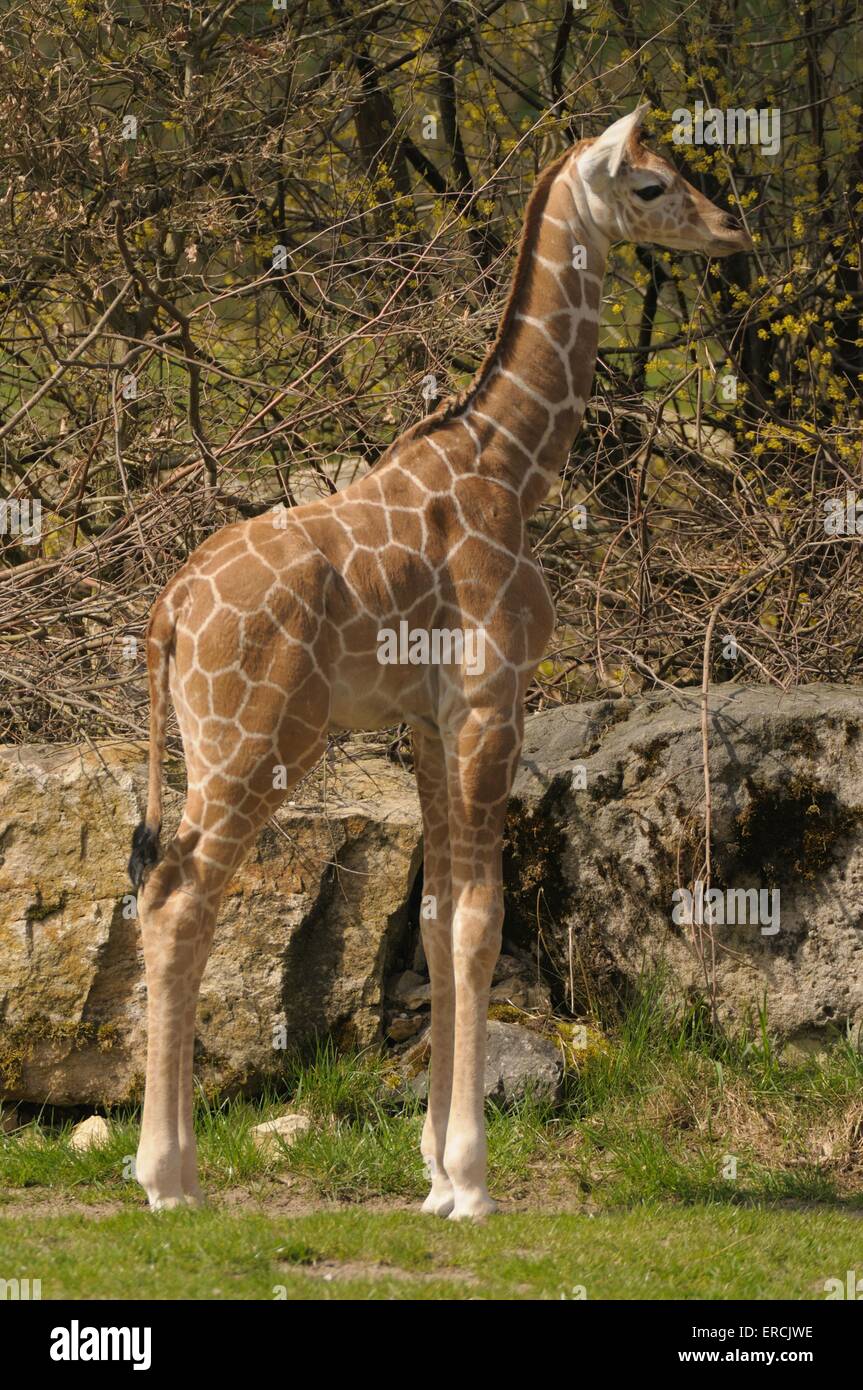 young giraffe Stock Photo