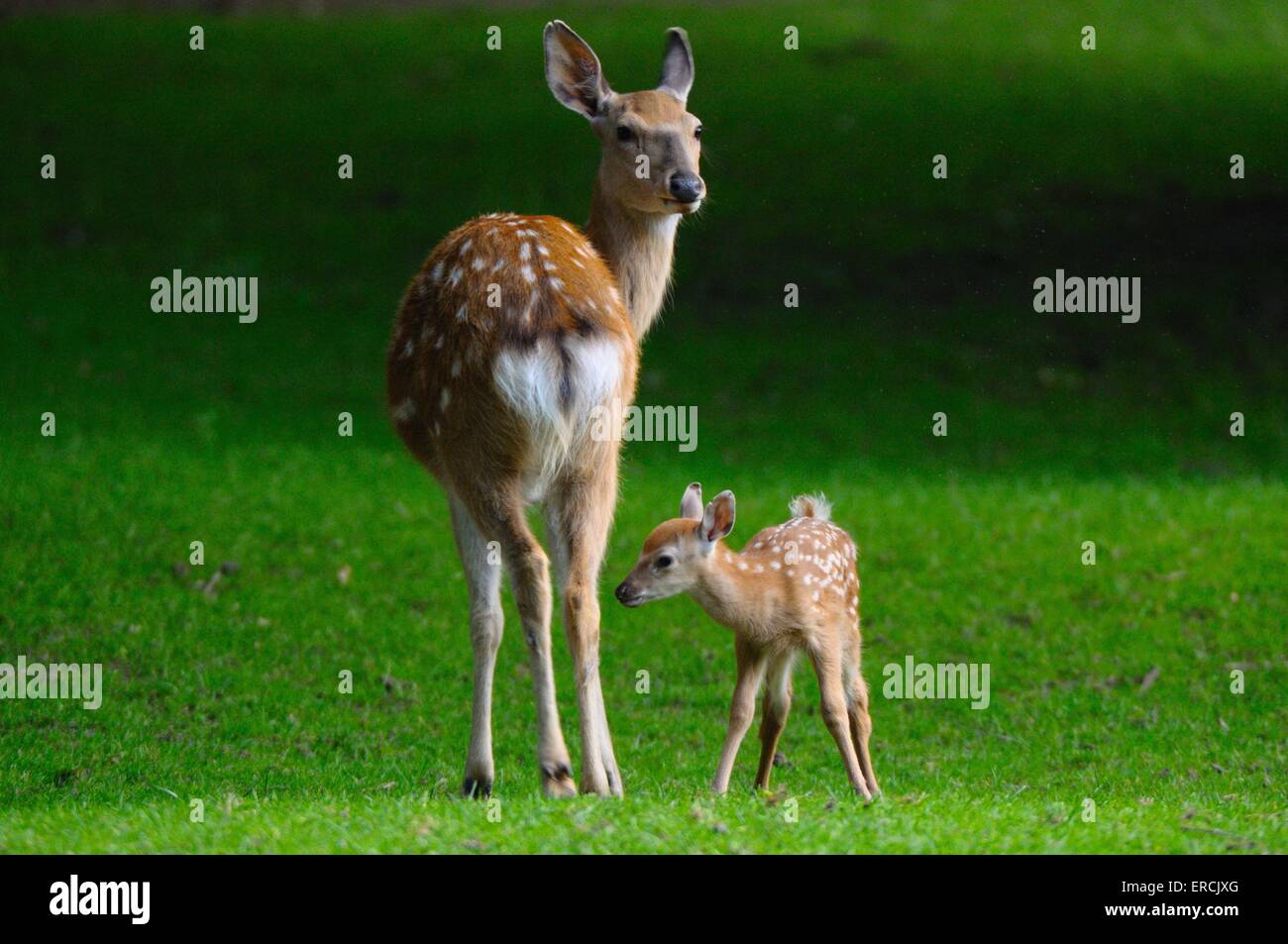 sika deer Stock Photo