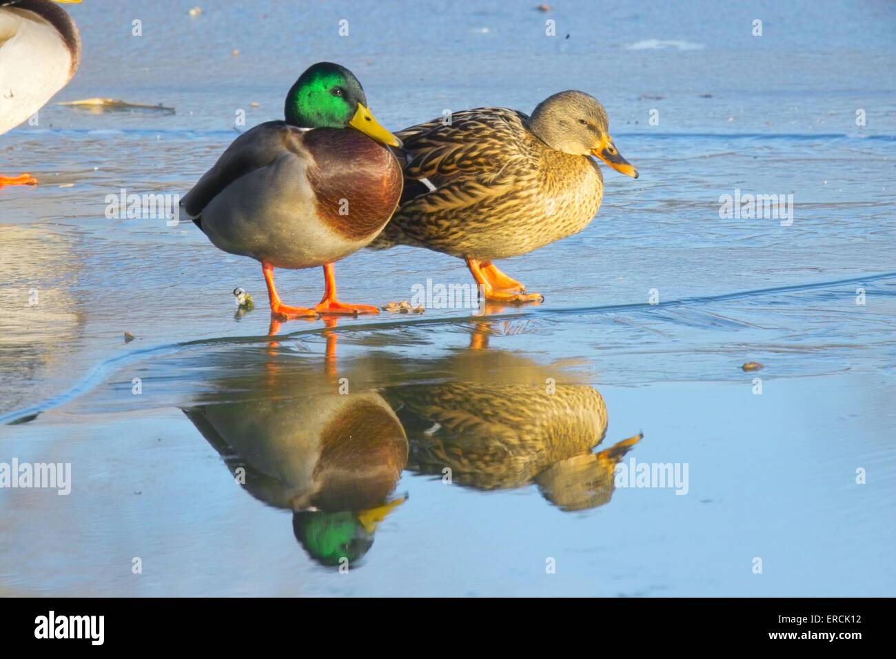 mallards Stock Photo