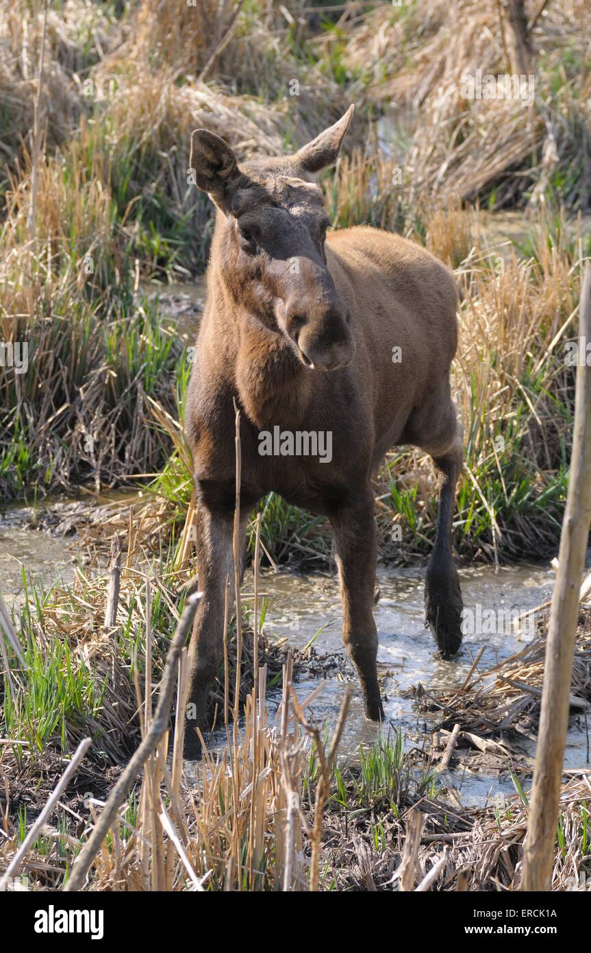 elk Stock Photo