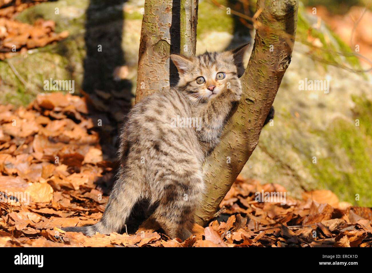 Wildcat felis silvestris climbing tree hires stock photography and images Alamy
