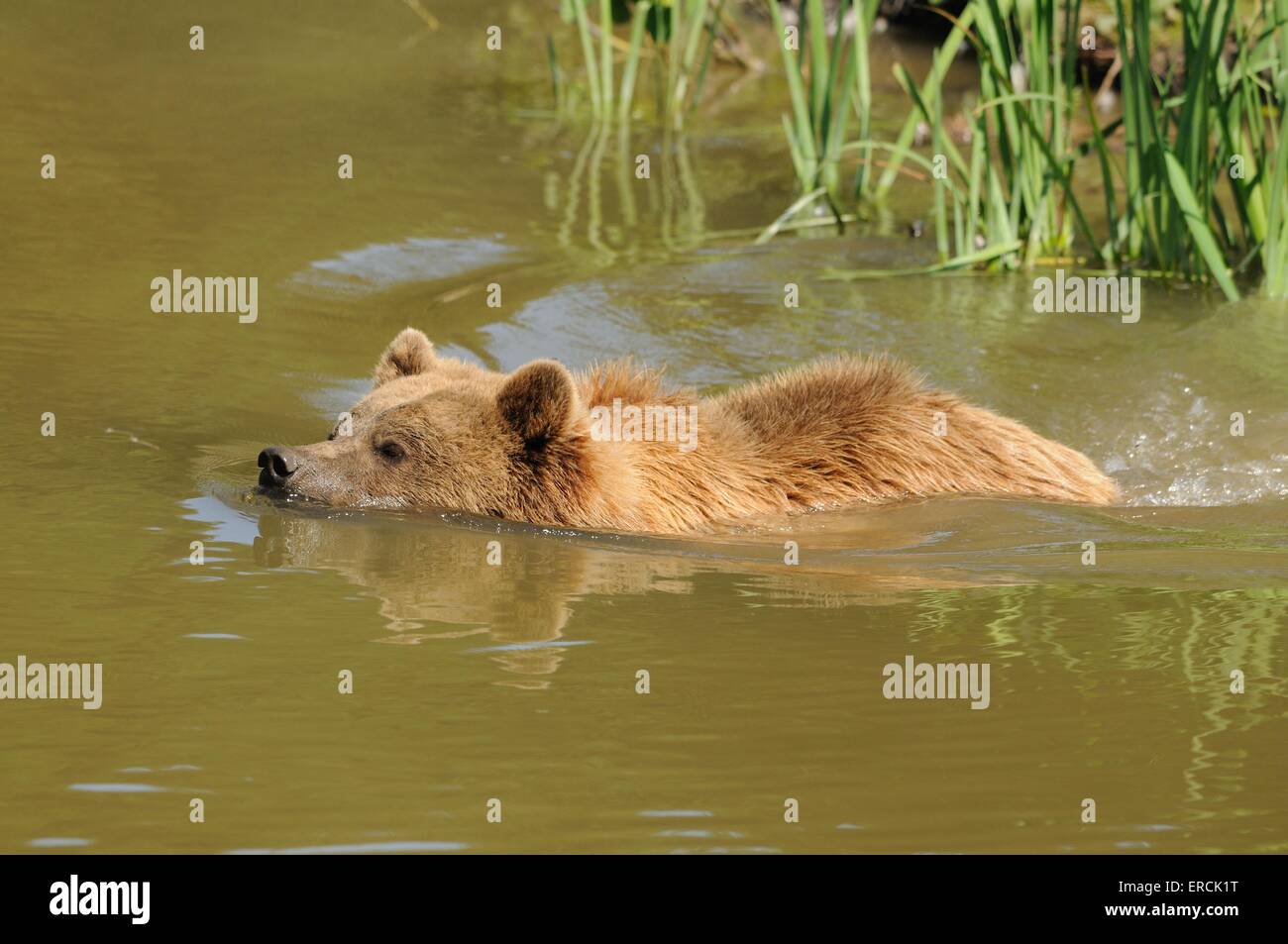 swimming brown bear Stock Photo