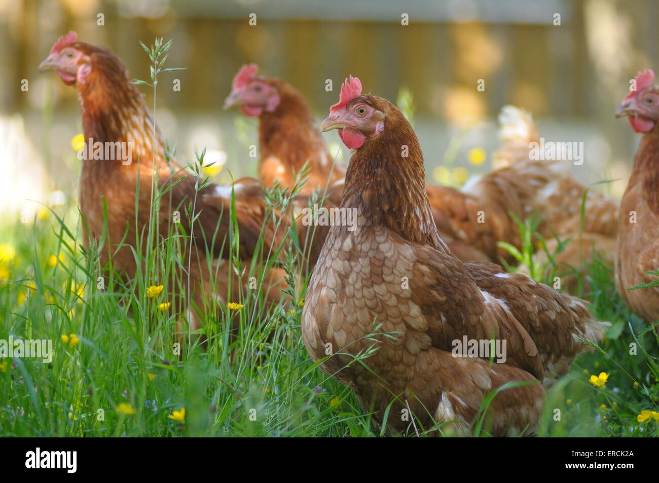 Chicken shadow hi-res stock photography and images - Alamy