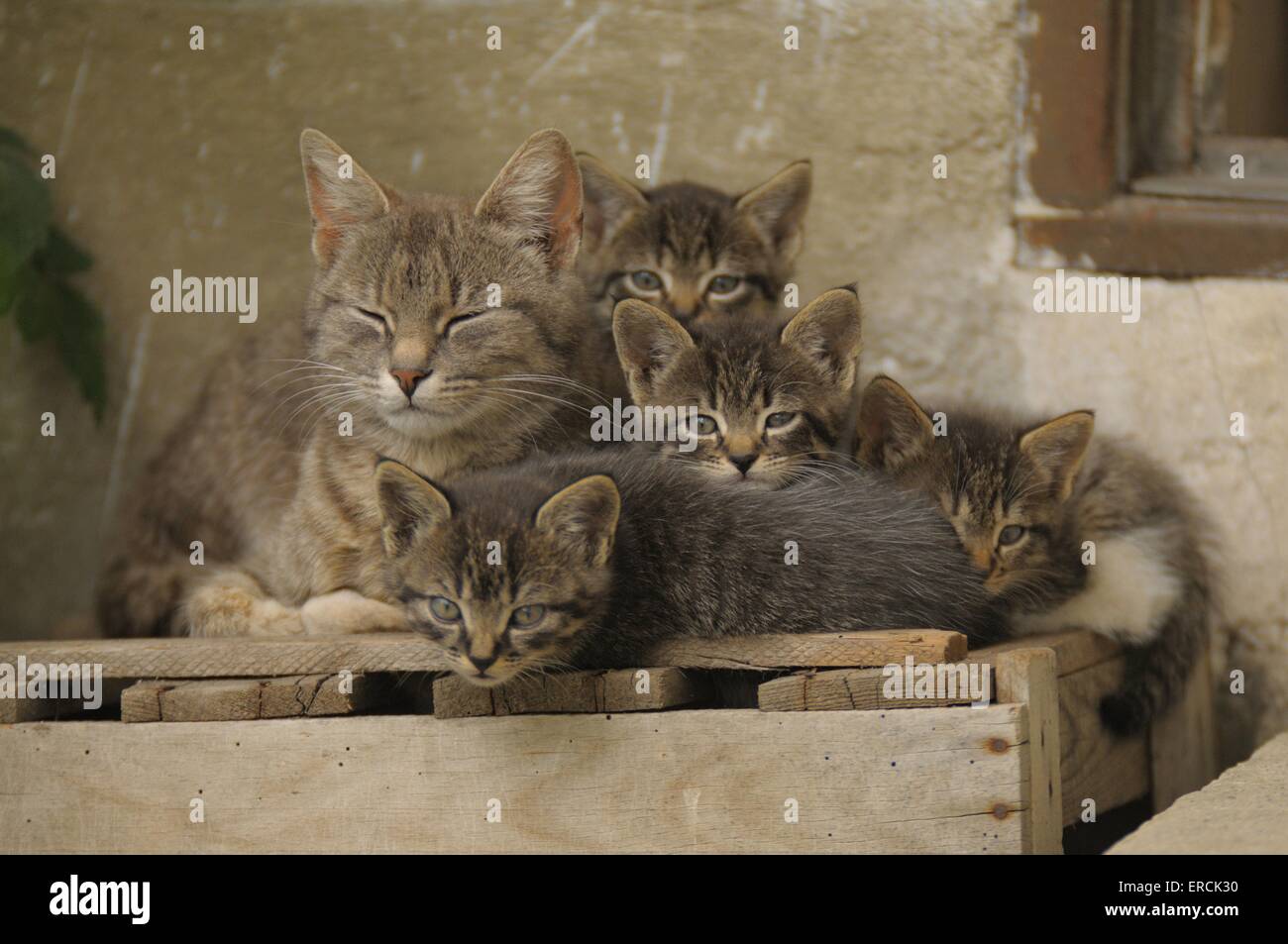 domestic cats Stock Photo