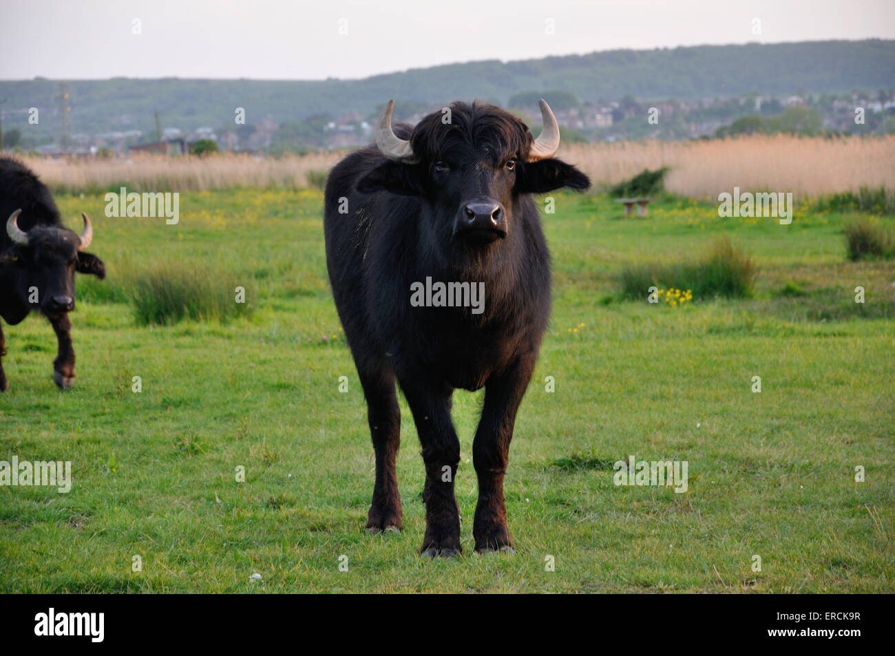 Water Buffalo Bubalus Bubalis Stock Photo