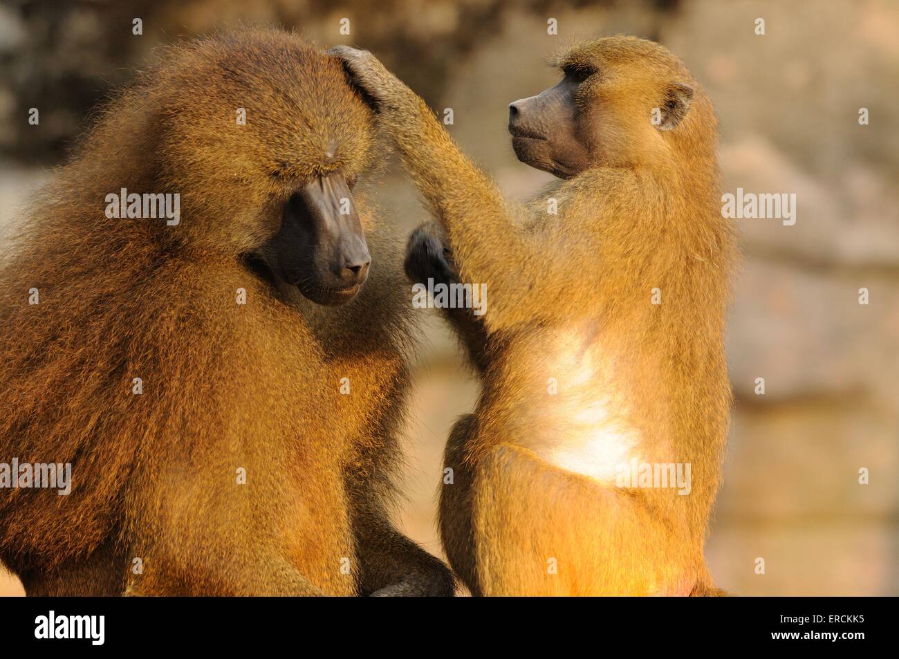 baboons Stock Photo