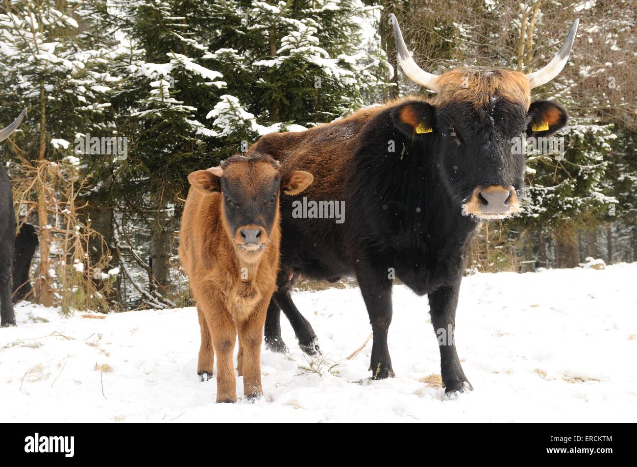cattles Stock Photo