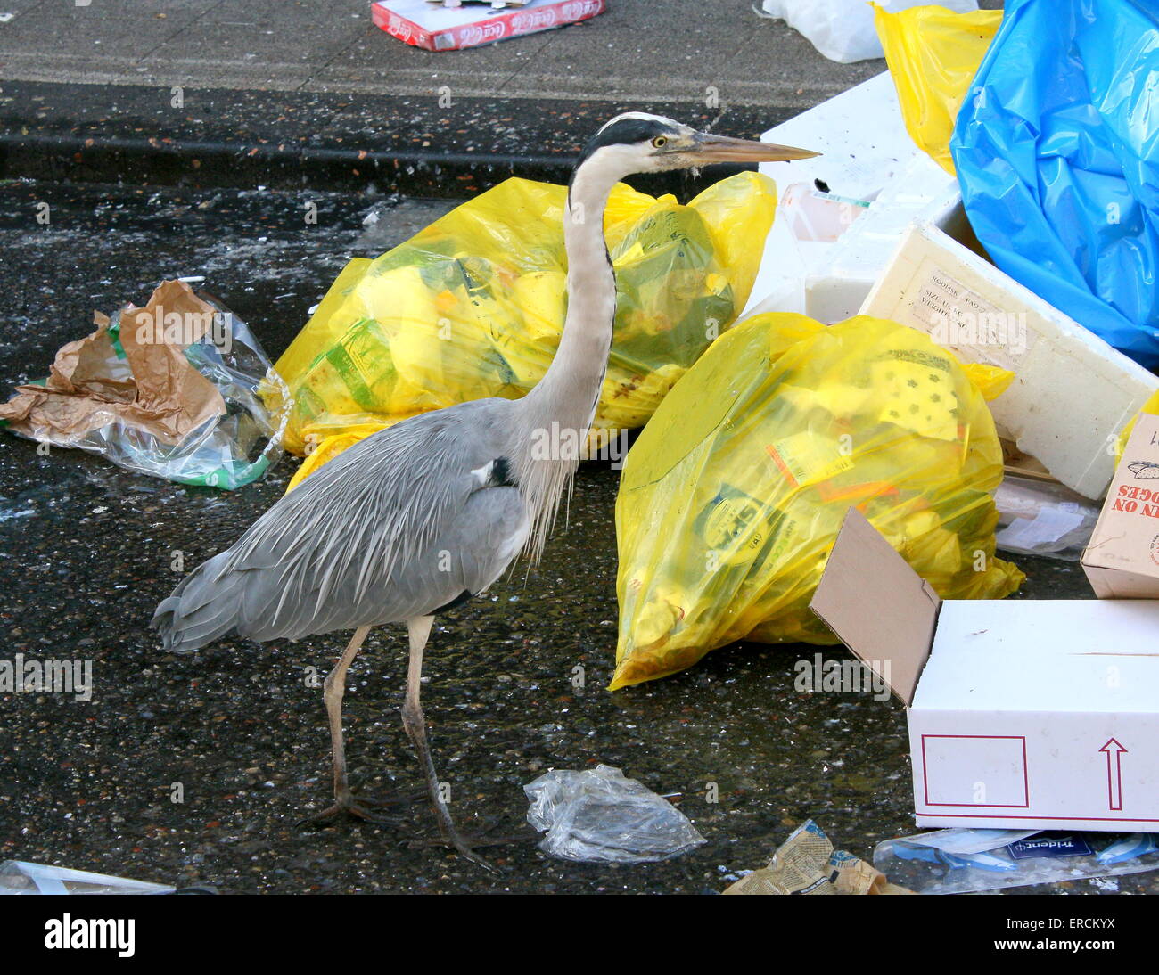 Bird eating garbage hires stock photography and images Alamy