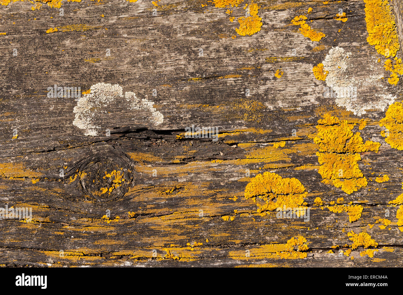 Bright yellow patches of common orange lichen maritime sunburst spreading out on old oak wooden causeway grey and white crustose Stock Photo