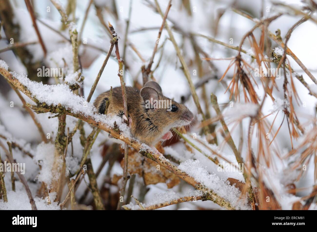 longtailed field mouse Stock Photo Alamy