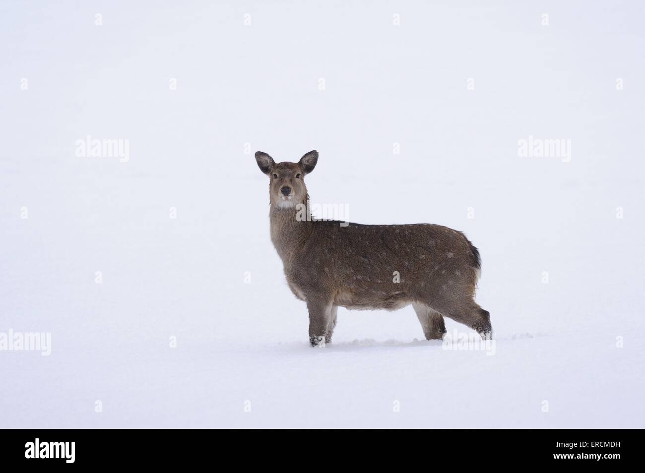 Sika deer Stock Photo