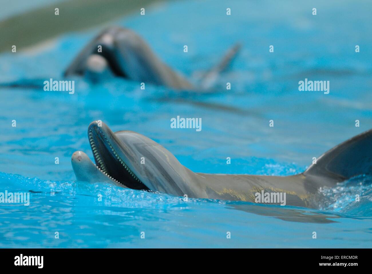 bottle-nosed dolphins Stock Photo