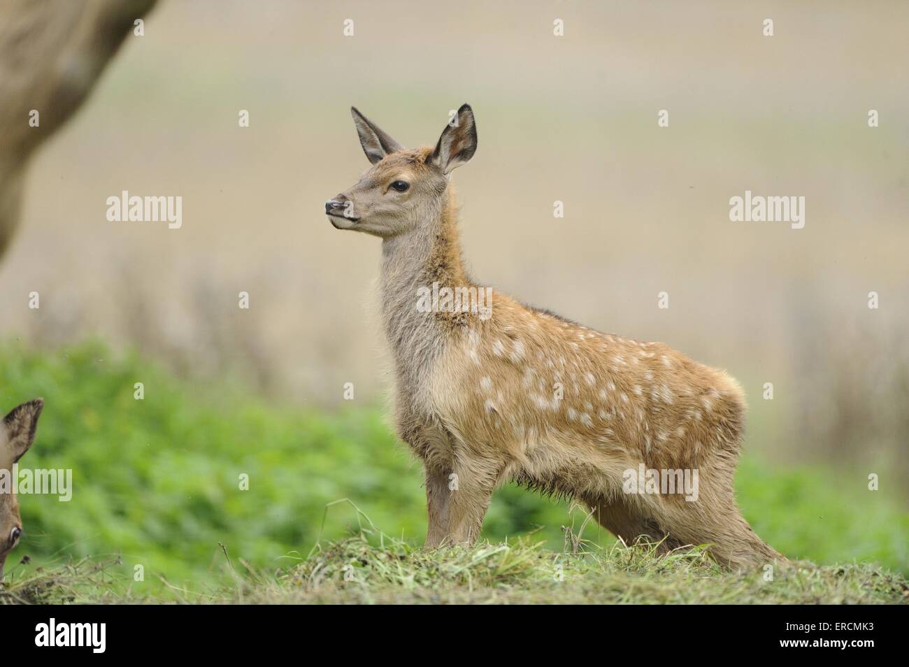 Deer calves hi-res stock photography and images - Alamy