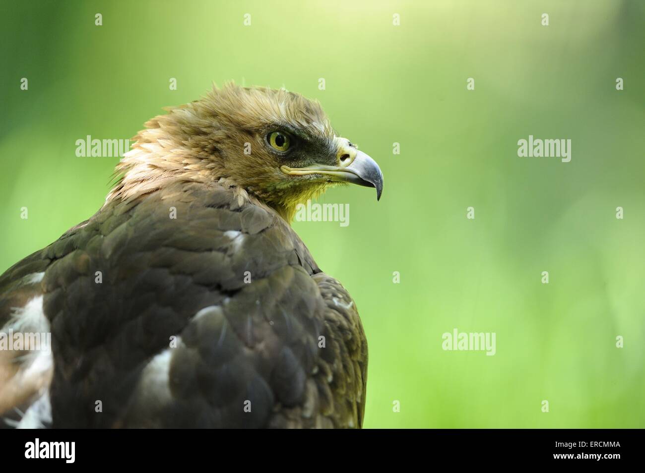 lesser spotted eagle Stock Photo - Alamy
