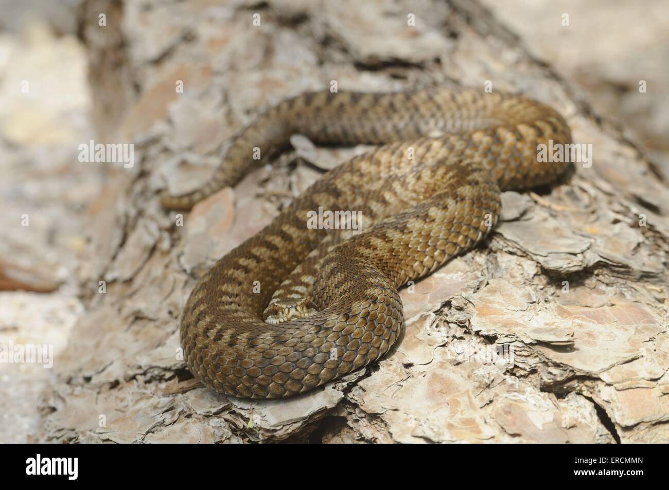 European adder Stock Photo