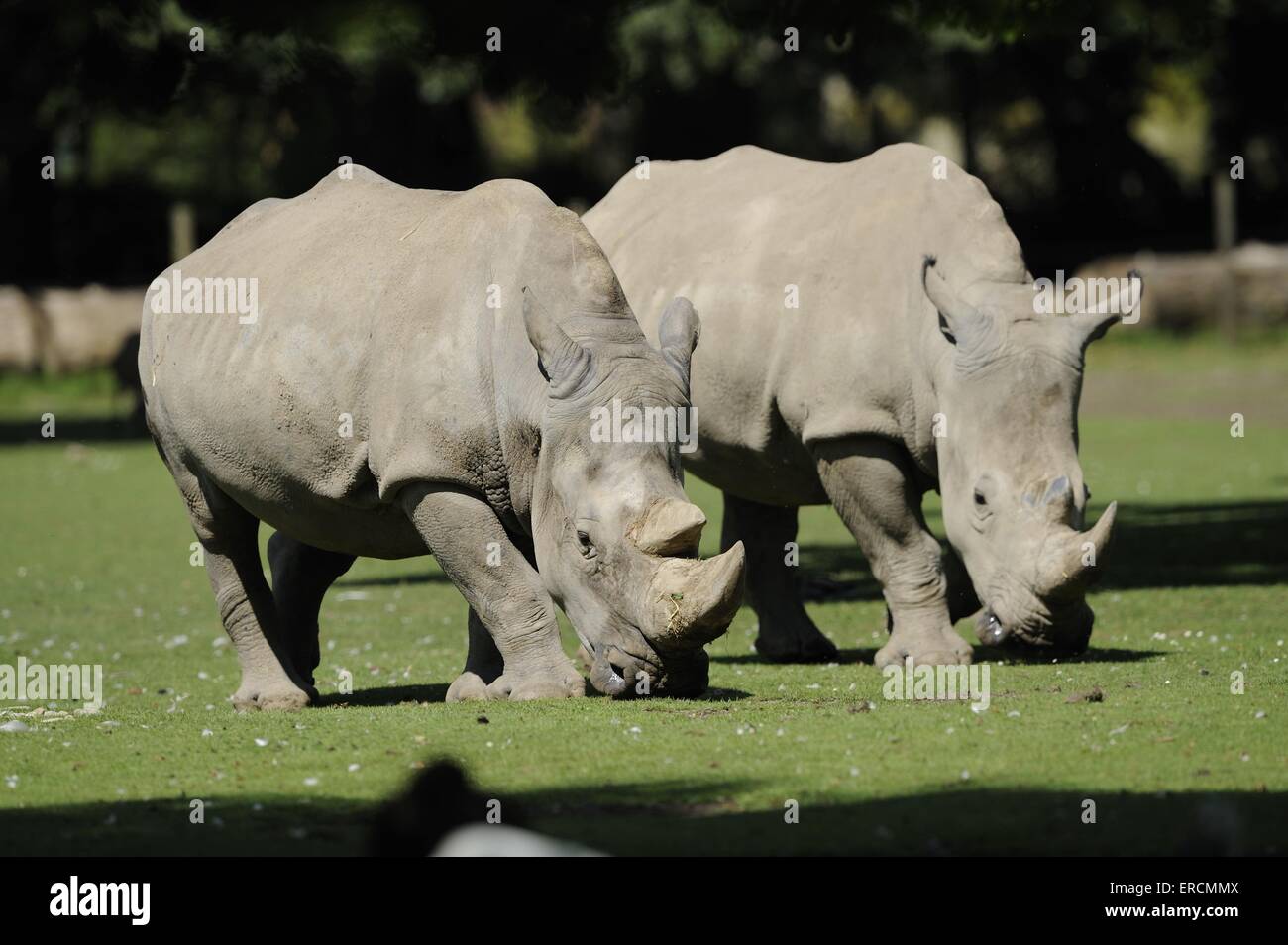 square-lipped rhinos Stock Photo