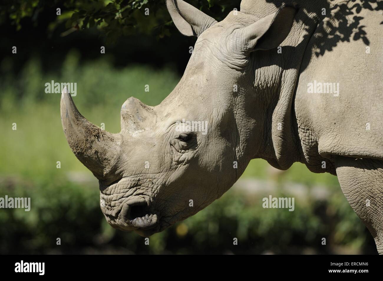 square-lipped rhino Stock Photo