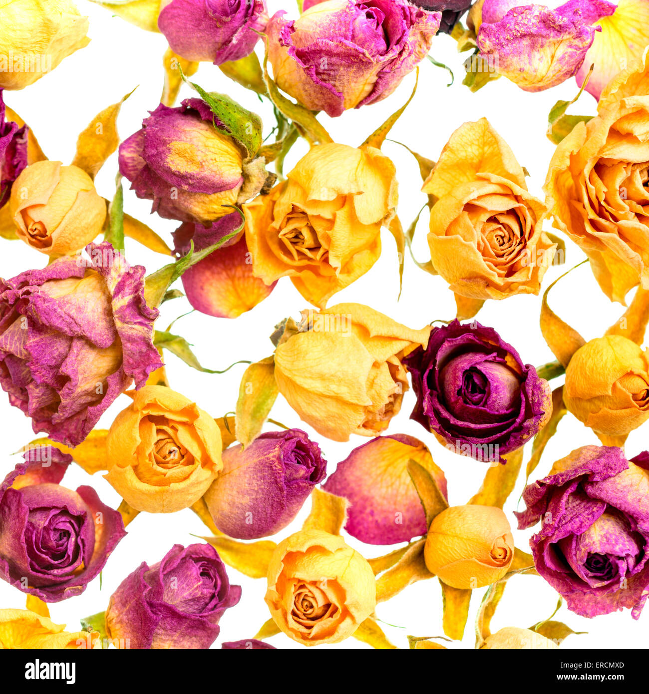 Yellow Dry Roses Beautiful dried yellow roses like hi-res stock photography and images ...