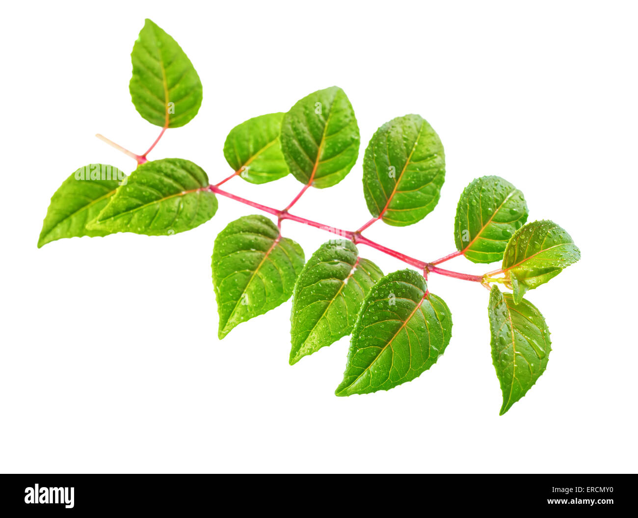 fresh green seedling of fuchsia with dew is isolated on white background Stock Photo