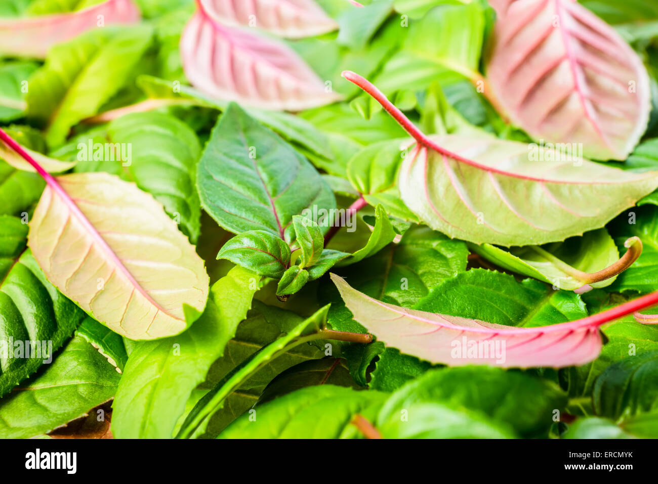 background of green and red leaves fuchsia, closeup Stock Photo