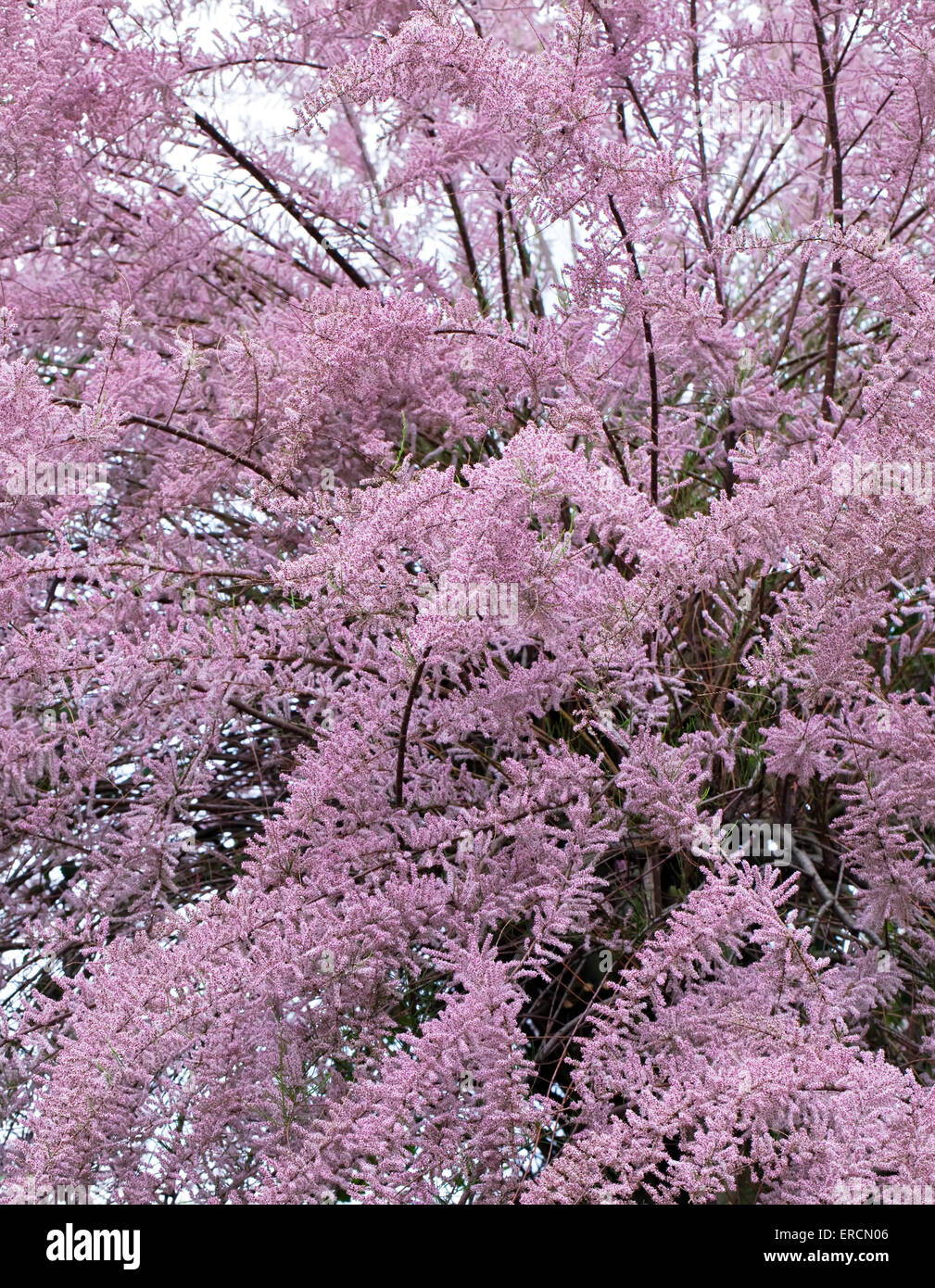 pink tamarix tree blooming in spring Stock Photo