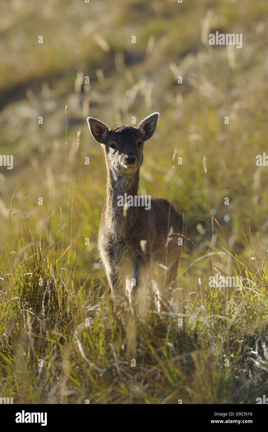 Grassland fallow hi-res stock photography and images - Alamy